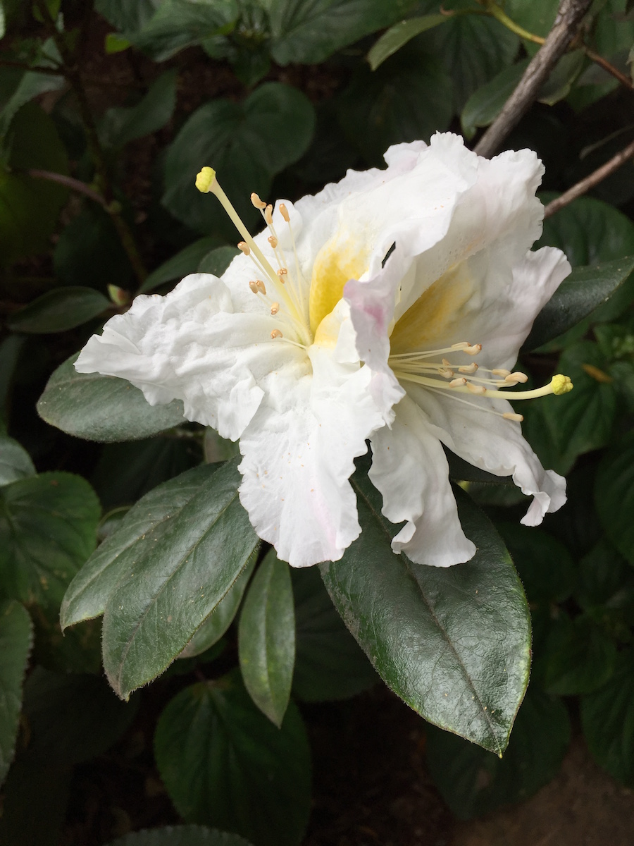 ciliicalyx Charisma KW 20280